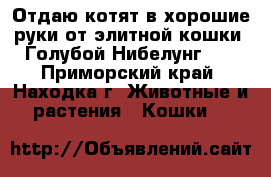 Отдаю котят в хорошие руки от элитной кошки “Голубой Нибелунг“   - Приморский край, Находка г. Животные и растения » Кошки   